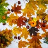 Fall sensory bins for kids: Colorful autumn leaves and chestnuts isolated on white background