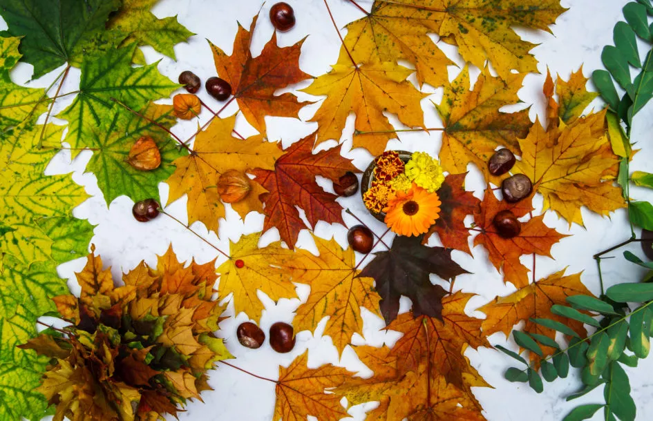 Fall sensory bins for kids: Colorful autumn leaves and chestnuts isolated on white background