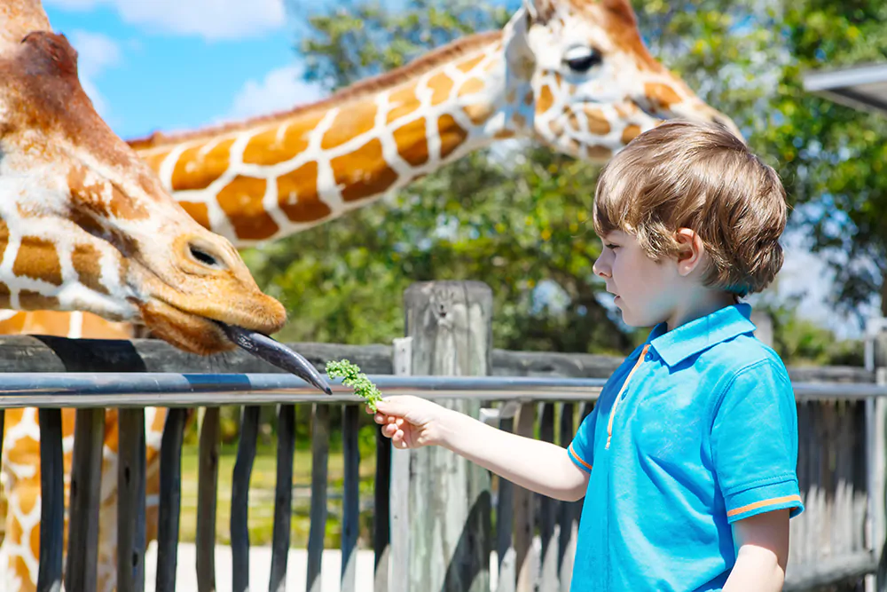 Little boy watching and feeding giraffe at the zoo