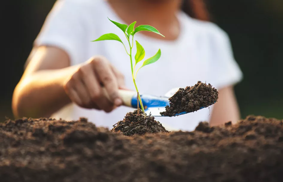 Girl planting young tree in the black soil in the garden