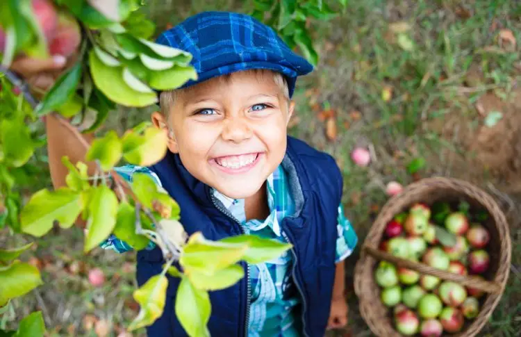Smiling boy picking apples into a basket during a fall apple activity for kids